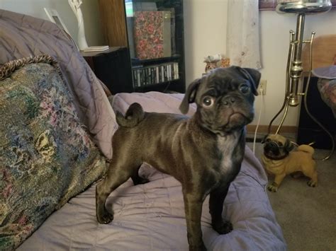 Prices for Pug puppies for sale in Mankato, MN vary by breeder and individual puppy. On Good Dog today, Pug puppies in Mankato, MN range in price from $1,100 to $2,000. Because all breeding programs are different, you may find …